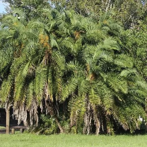 thumbnail for publication: Phoenix reclinata: Senegal Date Palm